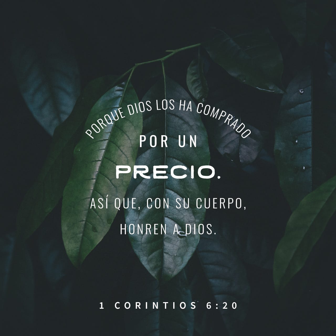 Versículo Del Día 1 Corintios 618 20 The Bible App