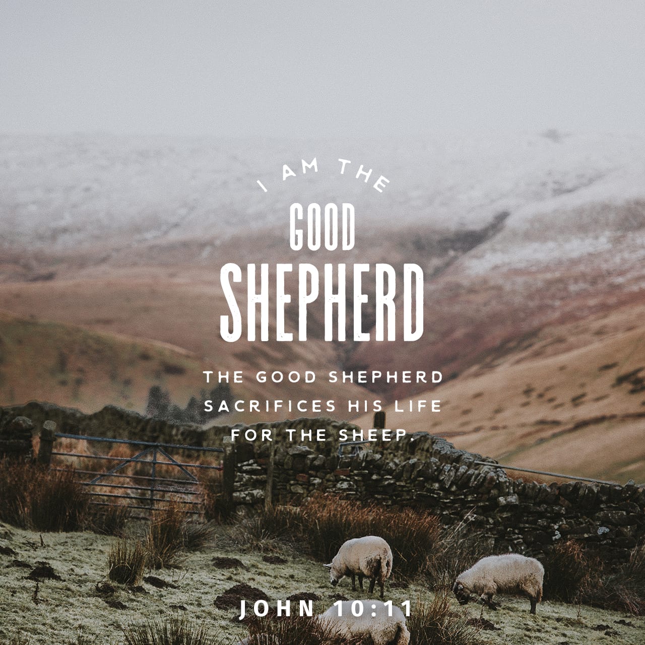 john-10-11-i-am-the-good-shepherd-the-good-shepherd-giveth-his-life