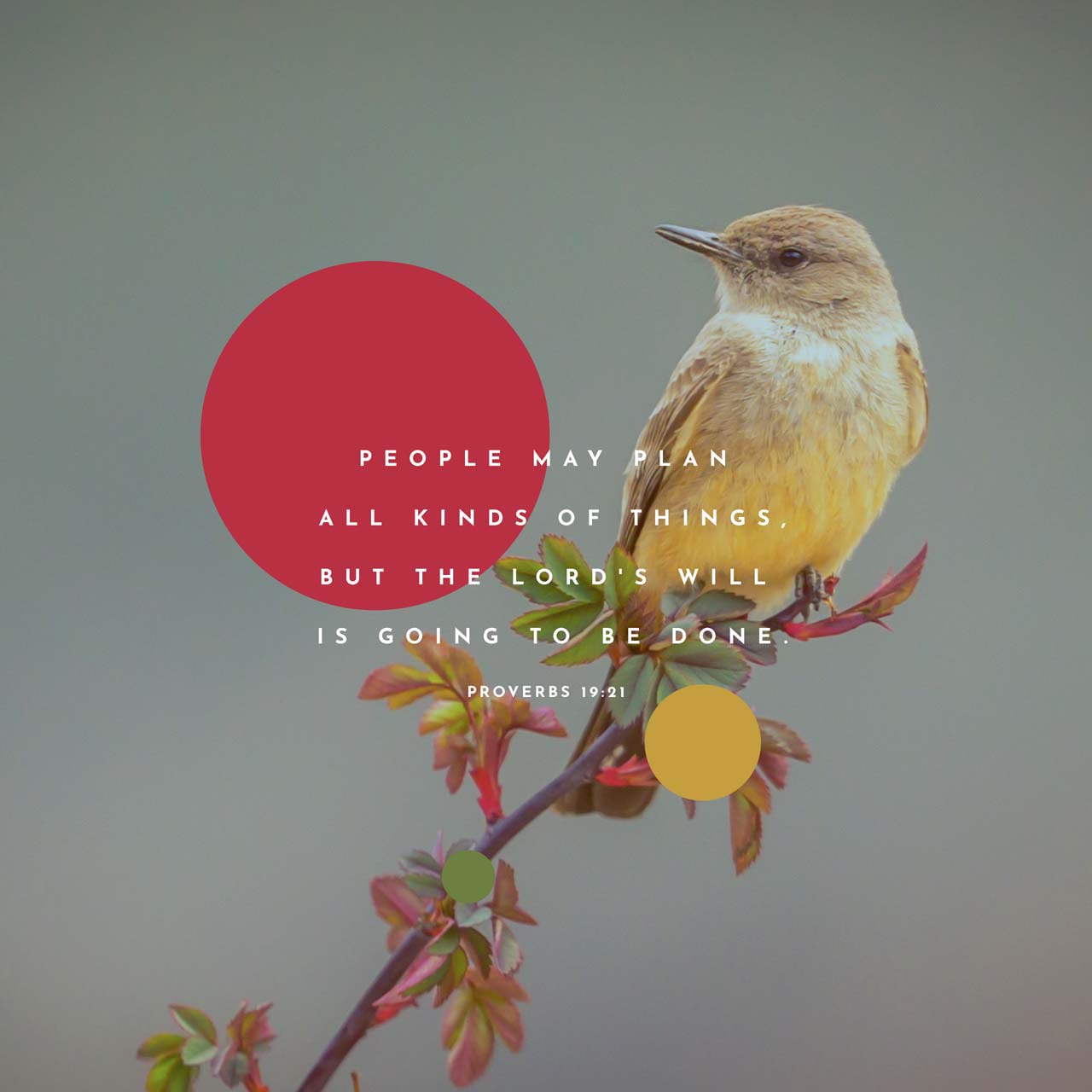 Proverbs 19 21 There Are Many Plans In A Man s Heart Nevertheless The proverbs-19-21-there-are-many-plans-in-a-man-s-heart-nevertheless-the