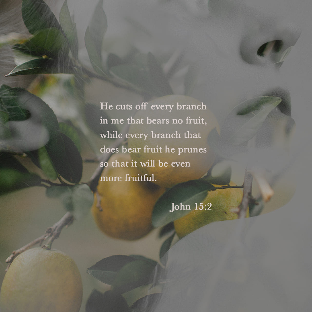 He cuts off every branch in me that bears no fruit, while every branch that does bear fruit he prunes so that it will be even more fruitful. - John 15:2 - Verse Image